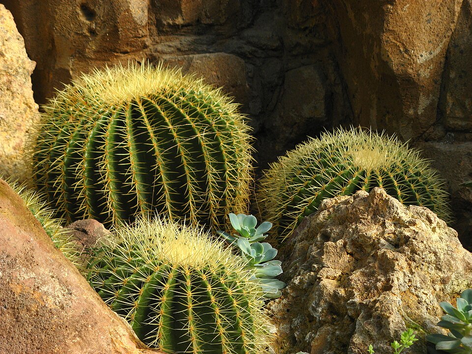 Kroenleinia grusonii (golden barrel cactus) (alternate view 11)