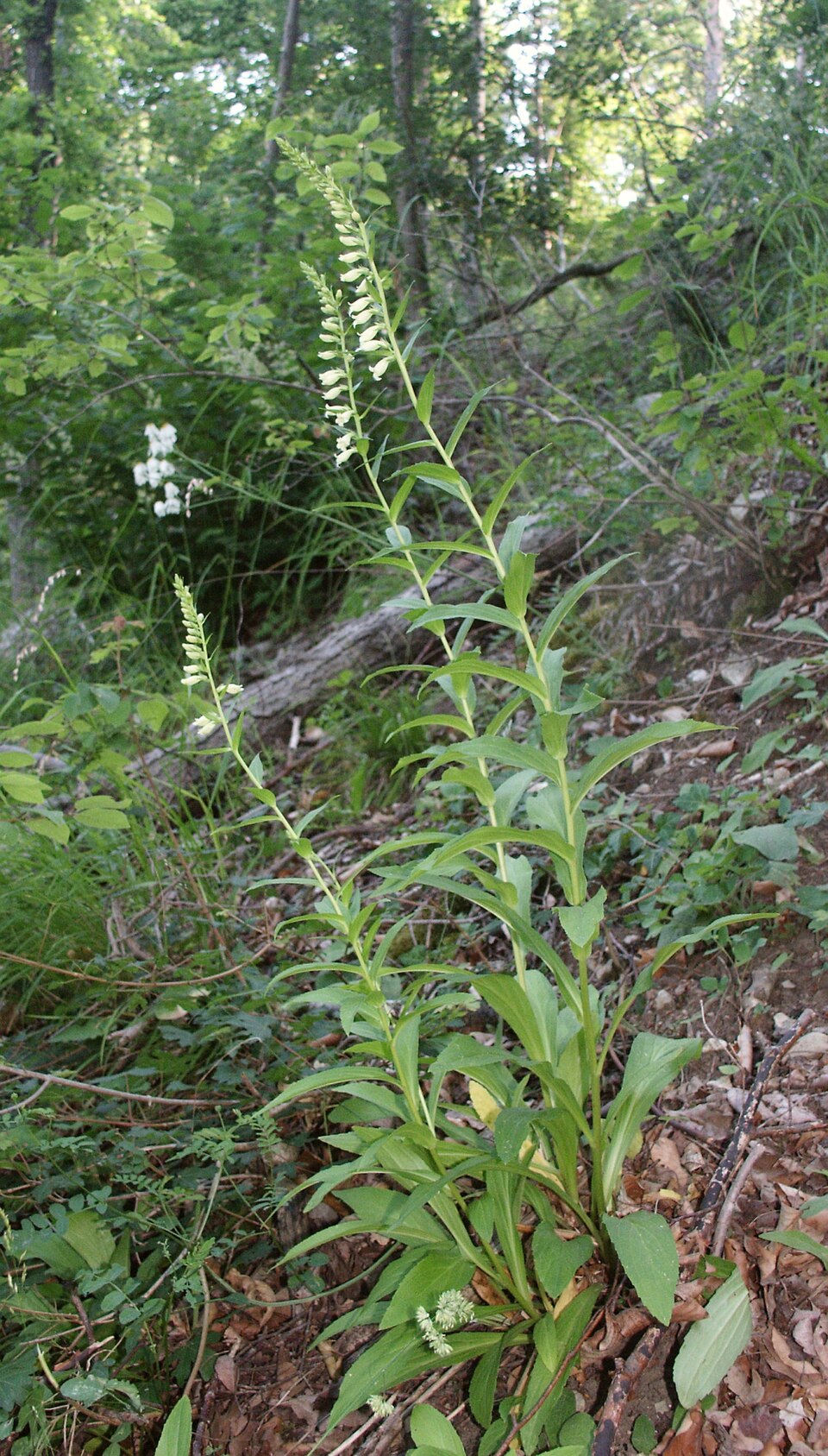 Digitalis lutea (yellow foxglove) (alternate view 9)
