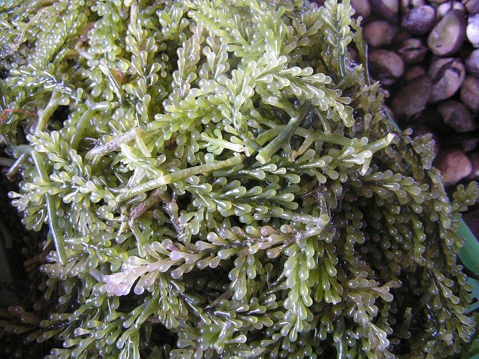 Caulerpa (alternate view 2)