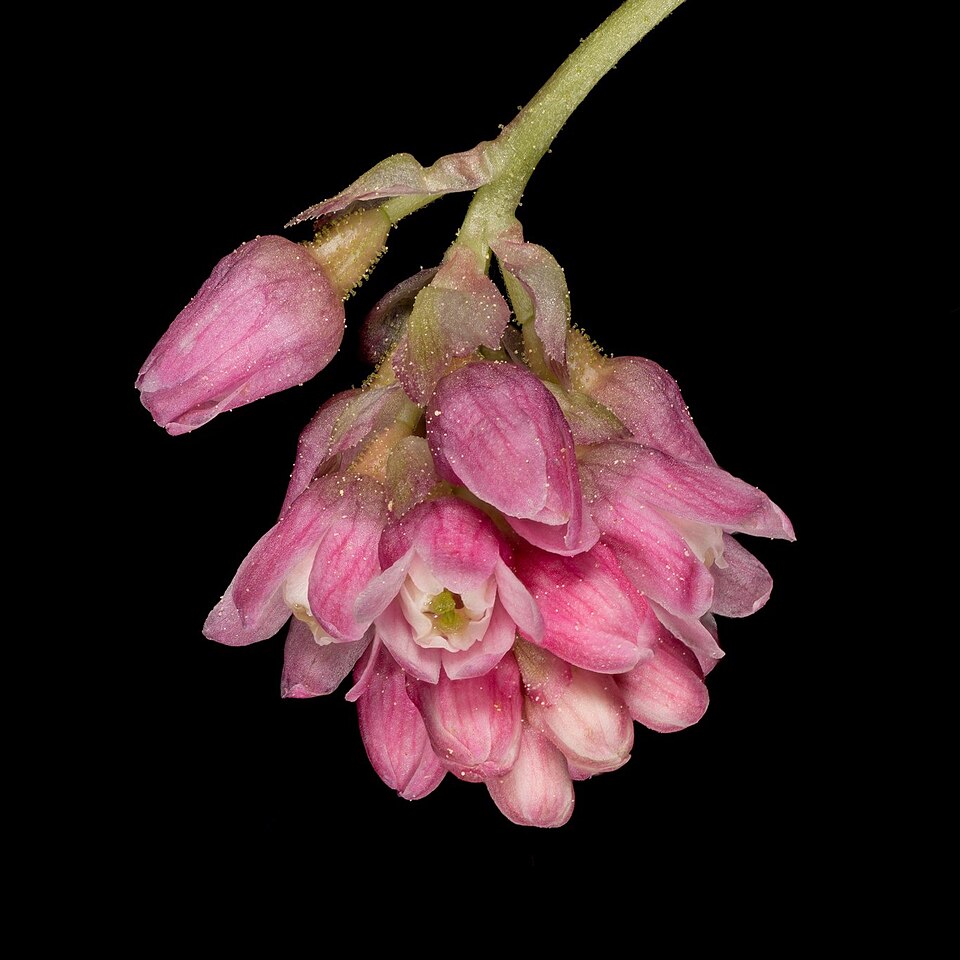 Ribes nevadense (mountain pink currant) (alternate view 8)