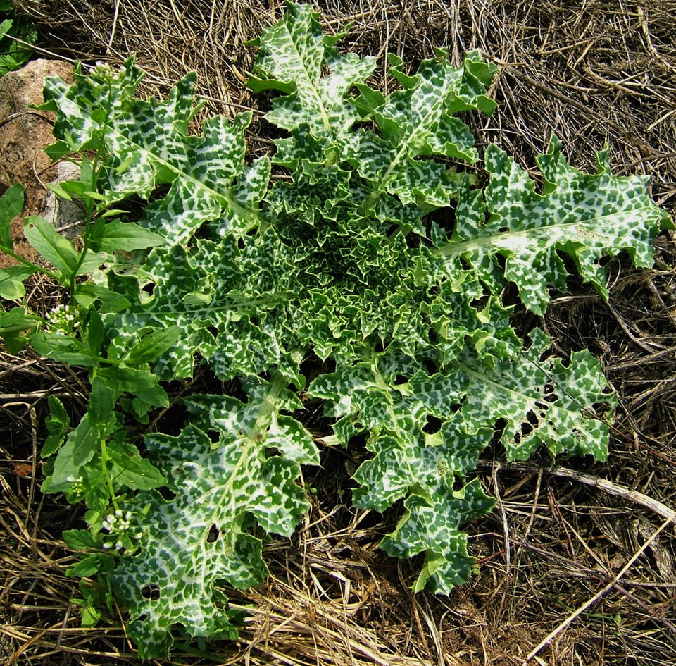 Silybum marianum (milk thistle) (alternate view 6)