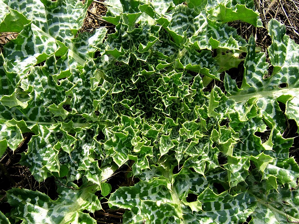 Silybum marianum (milk thistle) (alternate view 7)