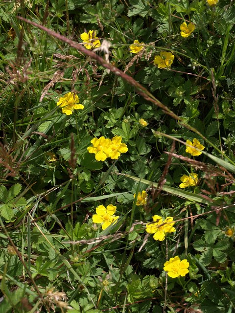 Potentilla reptans (Creeping cinquefoil)