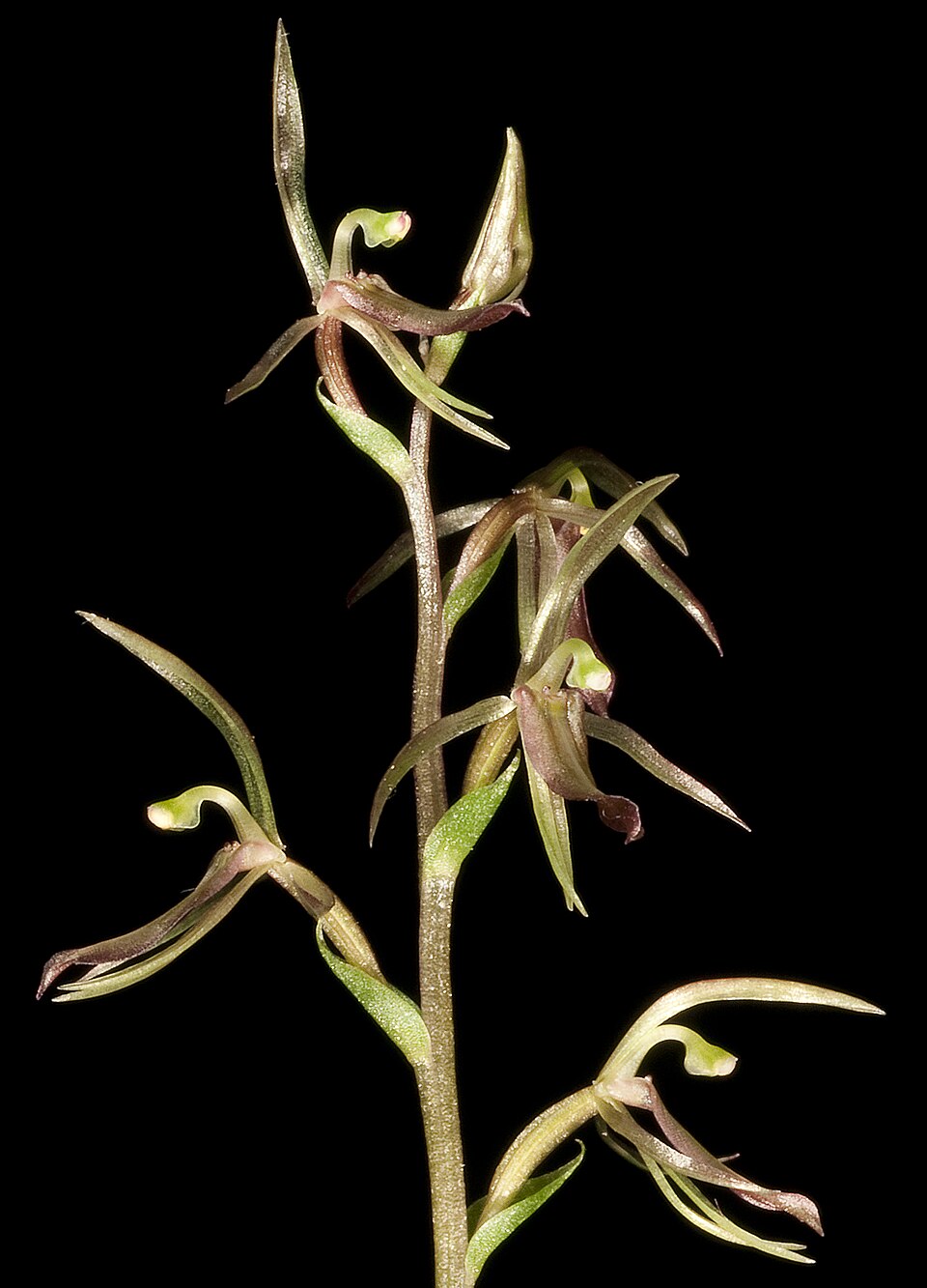 Cyrtostylis reniformis (Gnat orchid) (alternate view 3)