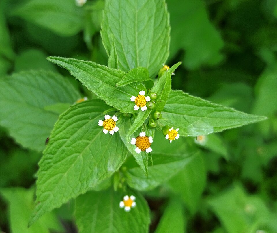 Galinsoga (galinsogas) (alternate view 2)