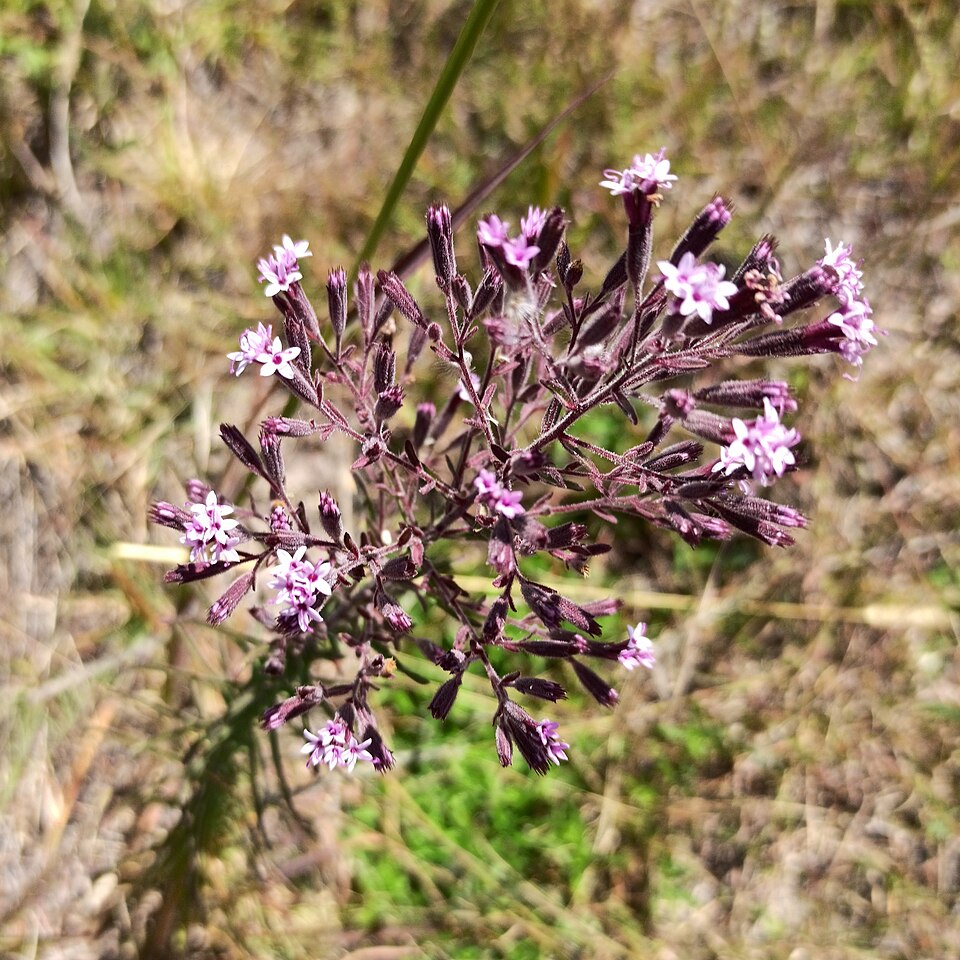 Stevia (alternate view 7)