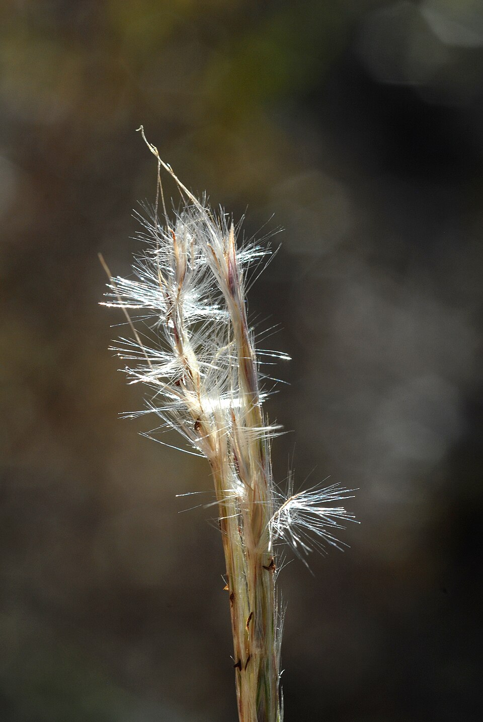Andropogon ternarius (Splitbeard Bluestem)