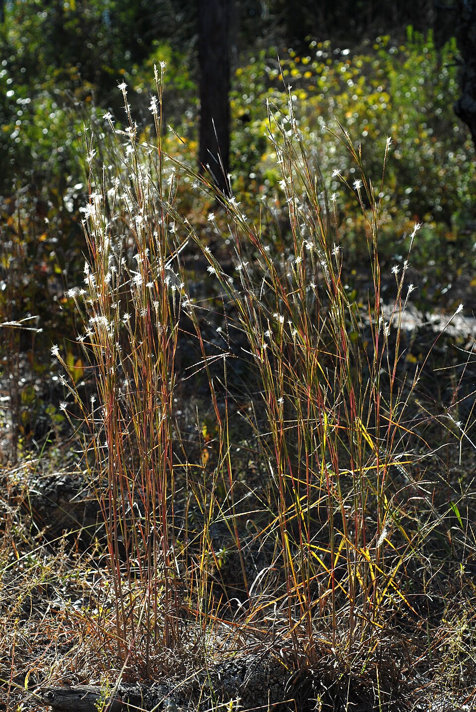 Andropogon ternarius (Splitbeard Bluestem)