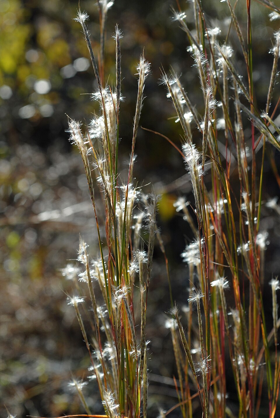 Andropogon ternarius (Splitbeard Bluestem)