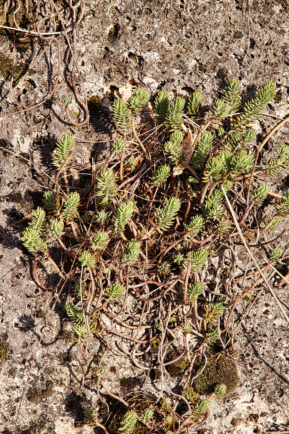 Petrosedum (alternate view 4)