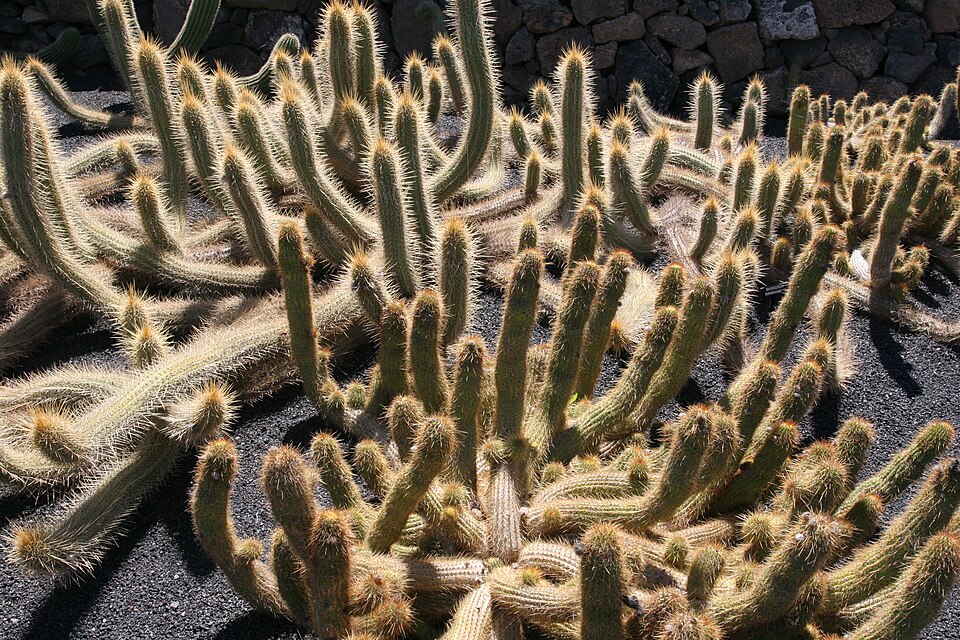 Trichocereus (alternate view 3)