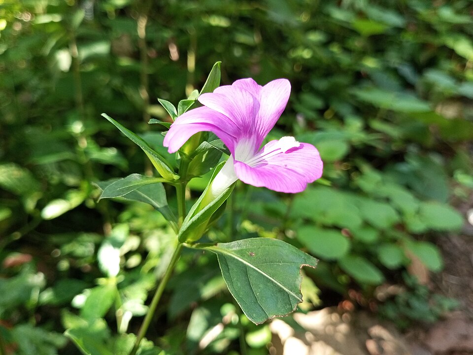 Barleria (Bushviolets) (alternate view 3)
