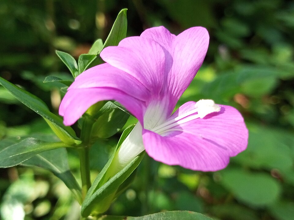 Barleria (Bushviolets) (alternate view 4)