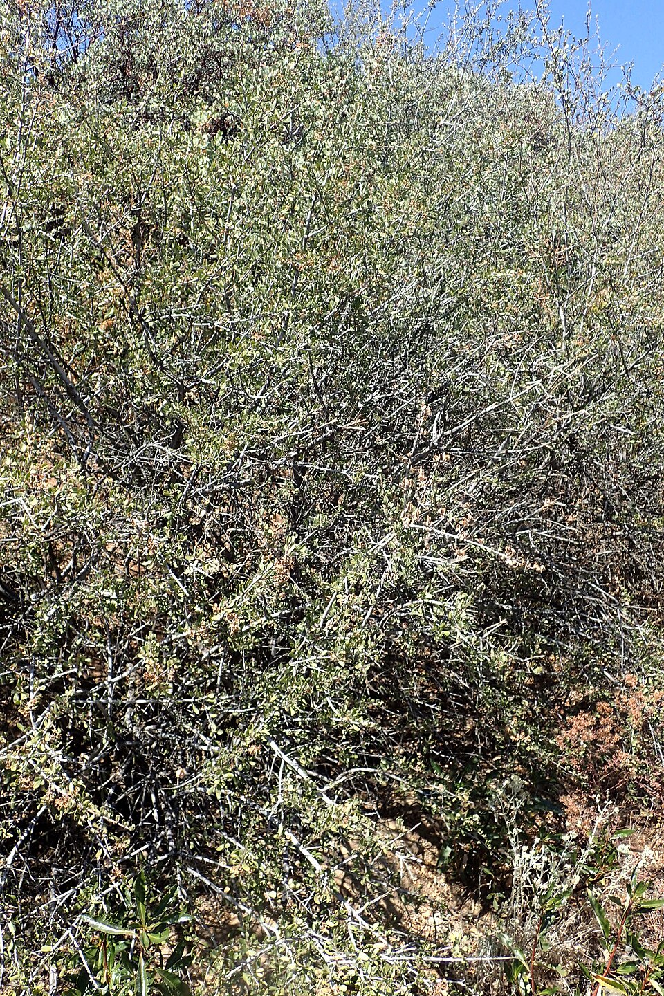 Ceanothus leucodermis (chaparral whitethorn) (alternate view 10)