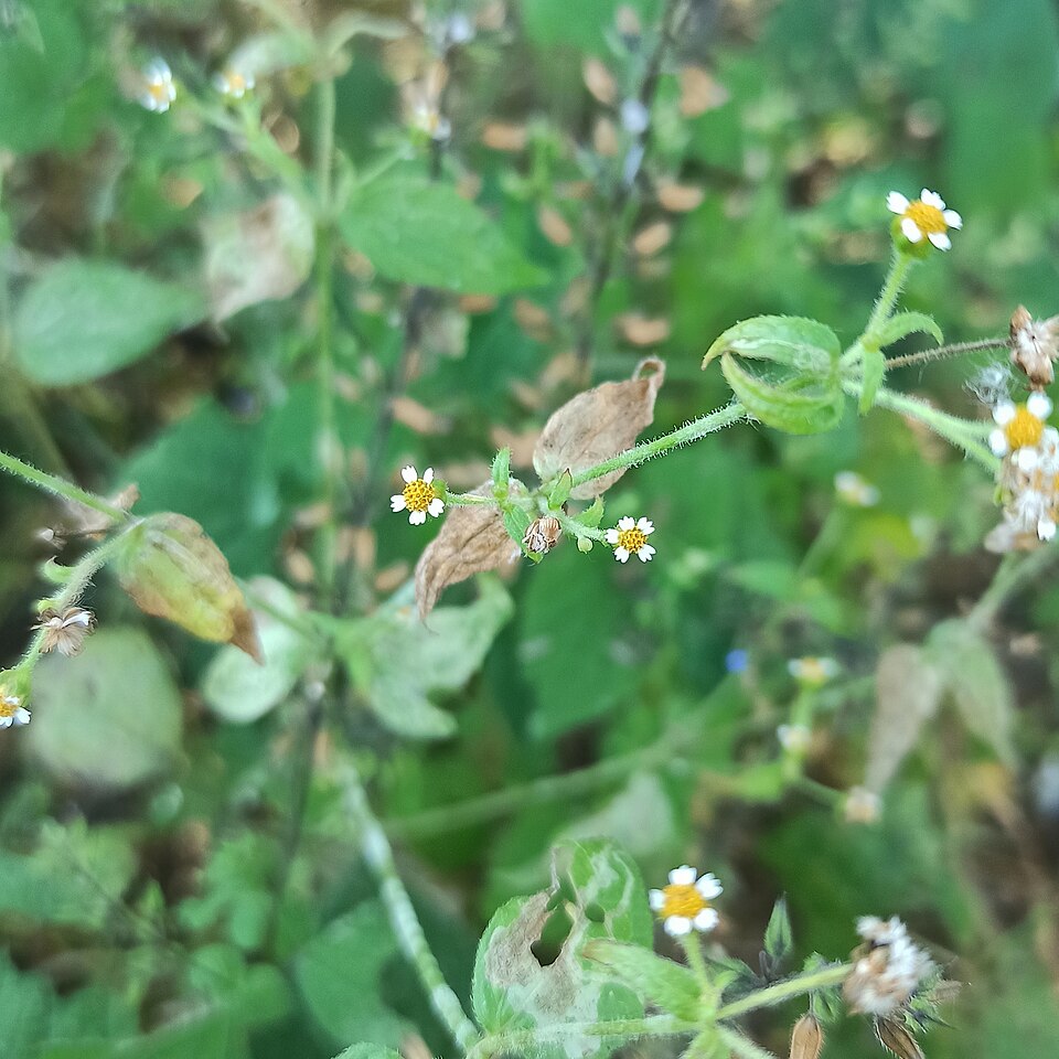 Galinsoga (galinsogas) (alternate view 3)