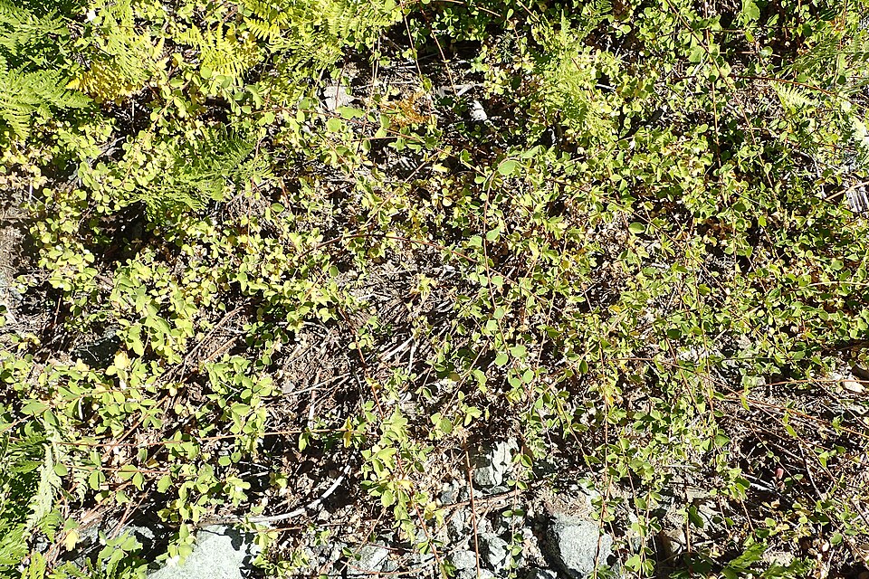 Symphoricarpos mollis (Creeping Snowberry) (alternate view 10)