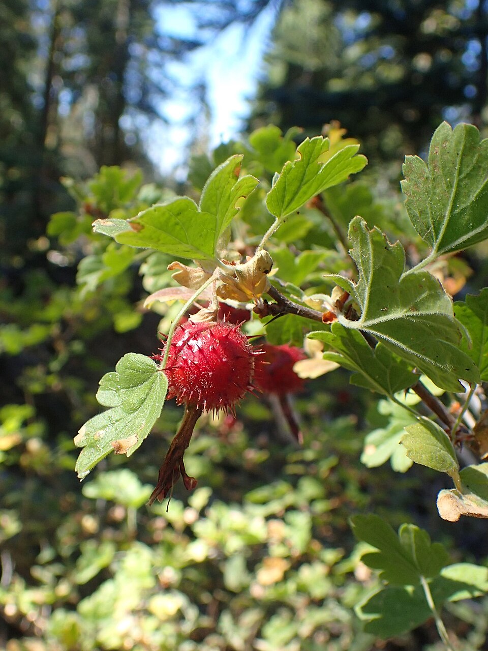 Ribes roezlii (Sierra Gooseberry) (alternate view 9)