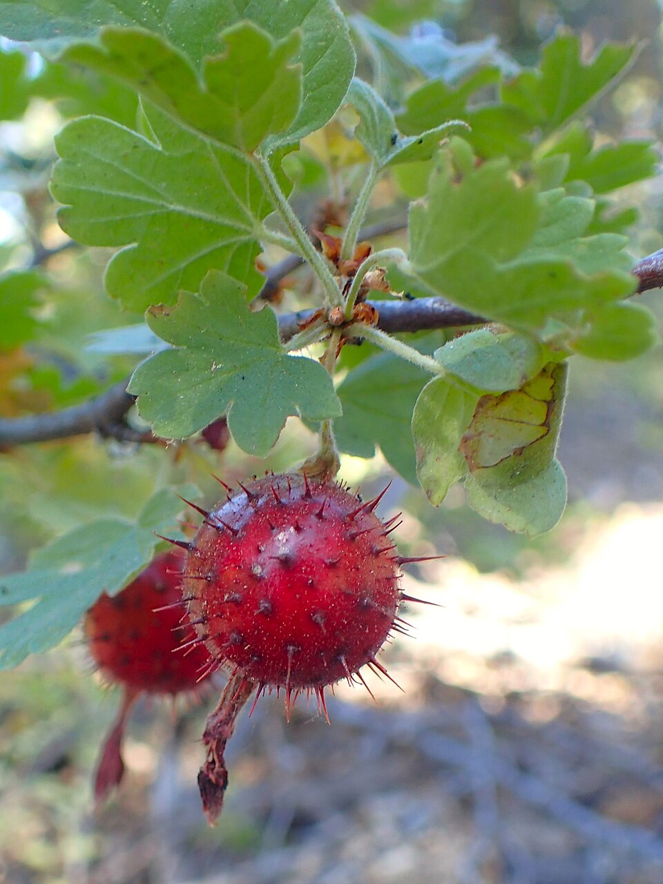 Ribes roezlii (Sierra Gooseberry) (alternate view 10)