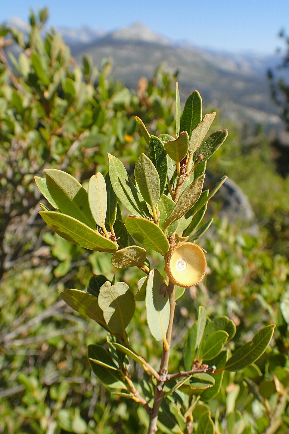 Quercus vacciniifolia (Huckleberry Oak) (alternate view 8)