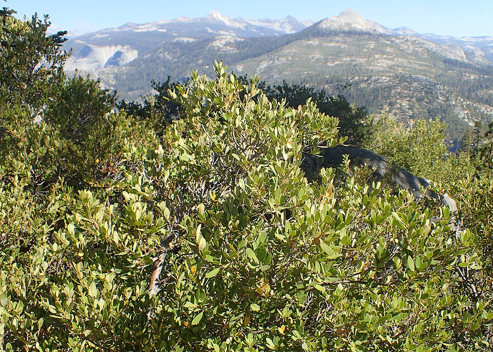 Quercus vacciniifolia (Huckleberry Oak) (alternate view 9)