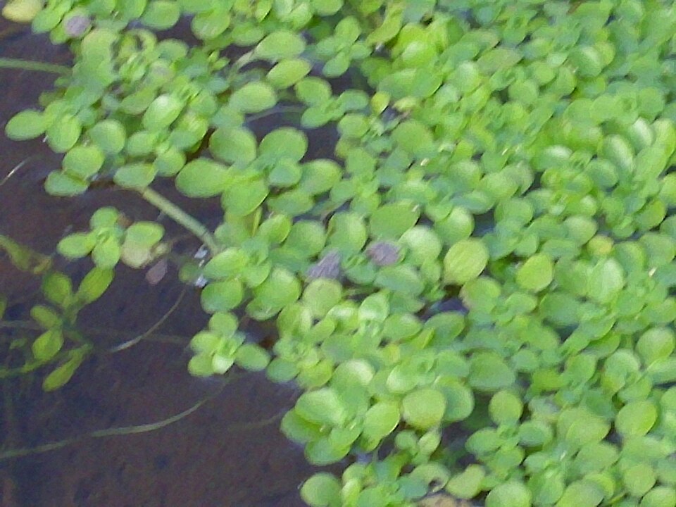 Callitriche stagnalis (Pond water-starwort)