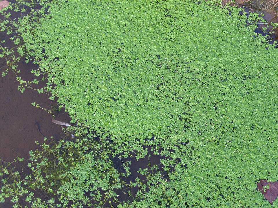 Callitriche stagnalis (Pond water-starwort)