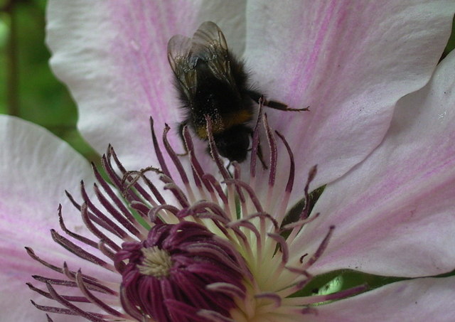 Clematis 'Nelly Moser', Clematis 'Nelly Moser' — climbing deciduous (Ranunculaceae) (image 4 of 10)