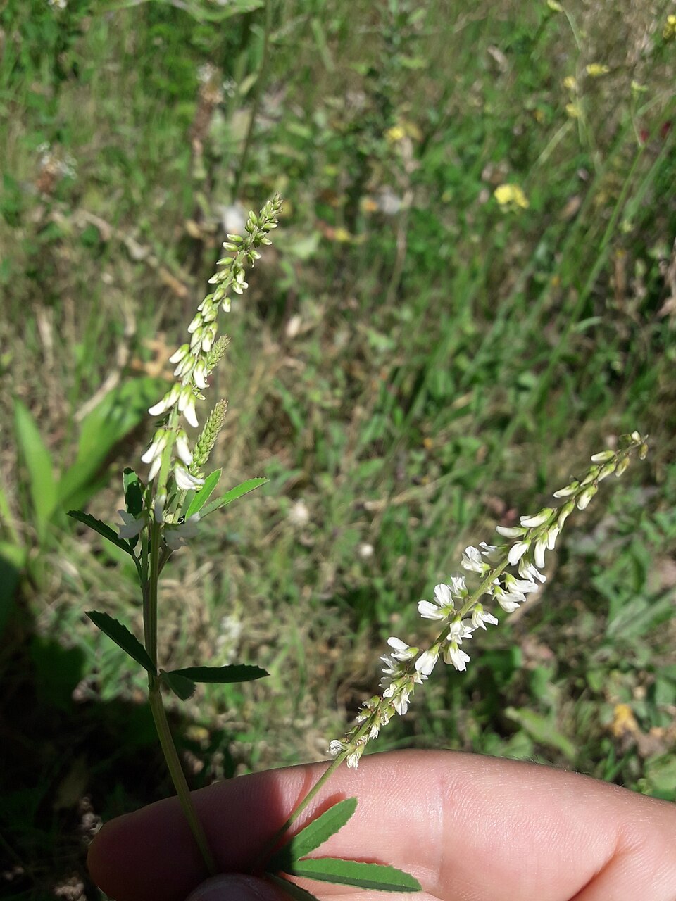 Melilotus (melilots and sweetclovers) (alternate view 4)