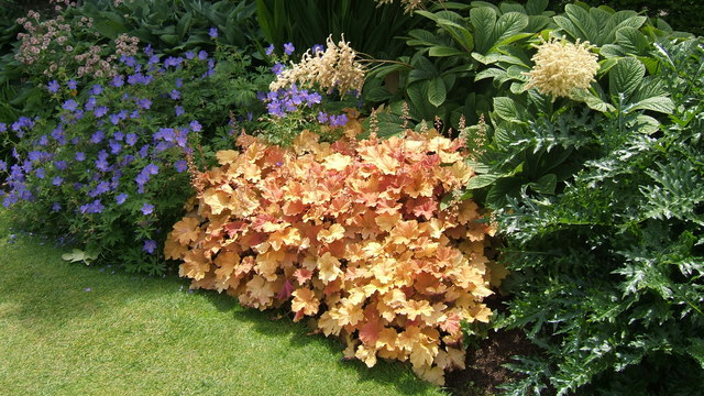 Heuchera (alumroots) (alternate view 6)