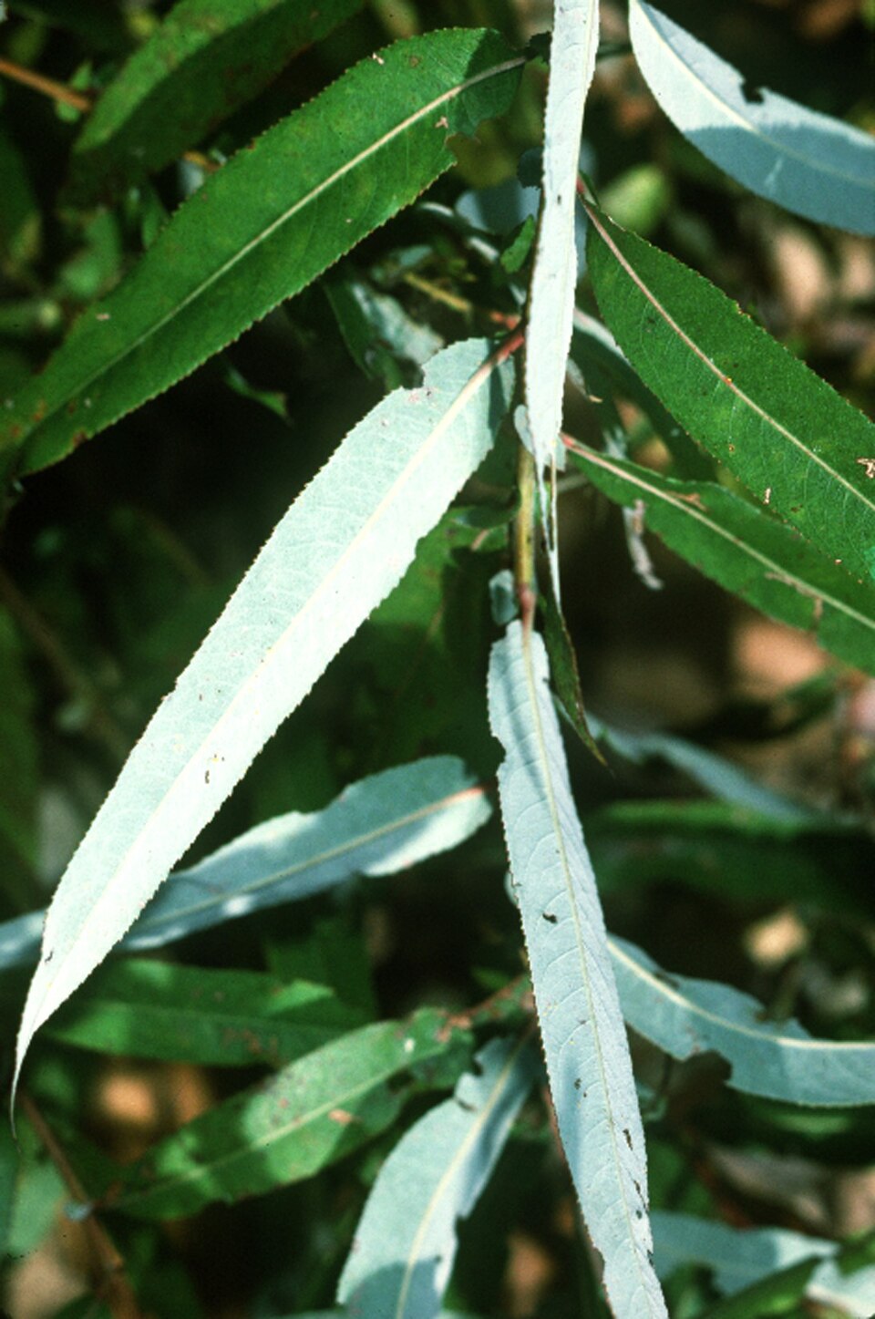 Salix caroliniana (Carolina willow)