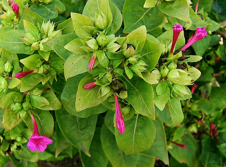 Mirabilis jalapa (Marvel of Peru)