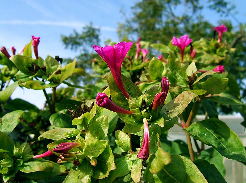 Mirabilis jalapa (Marvel of Peru)