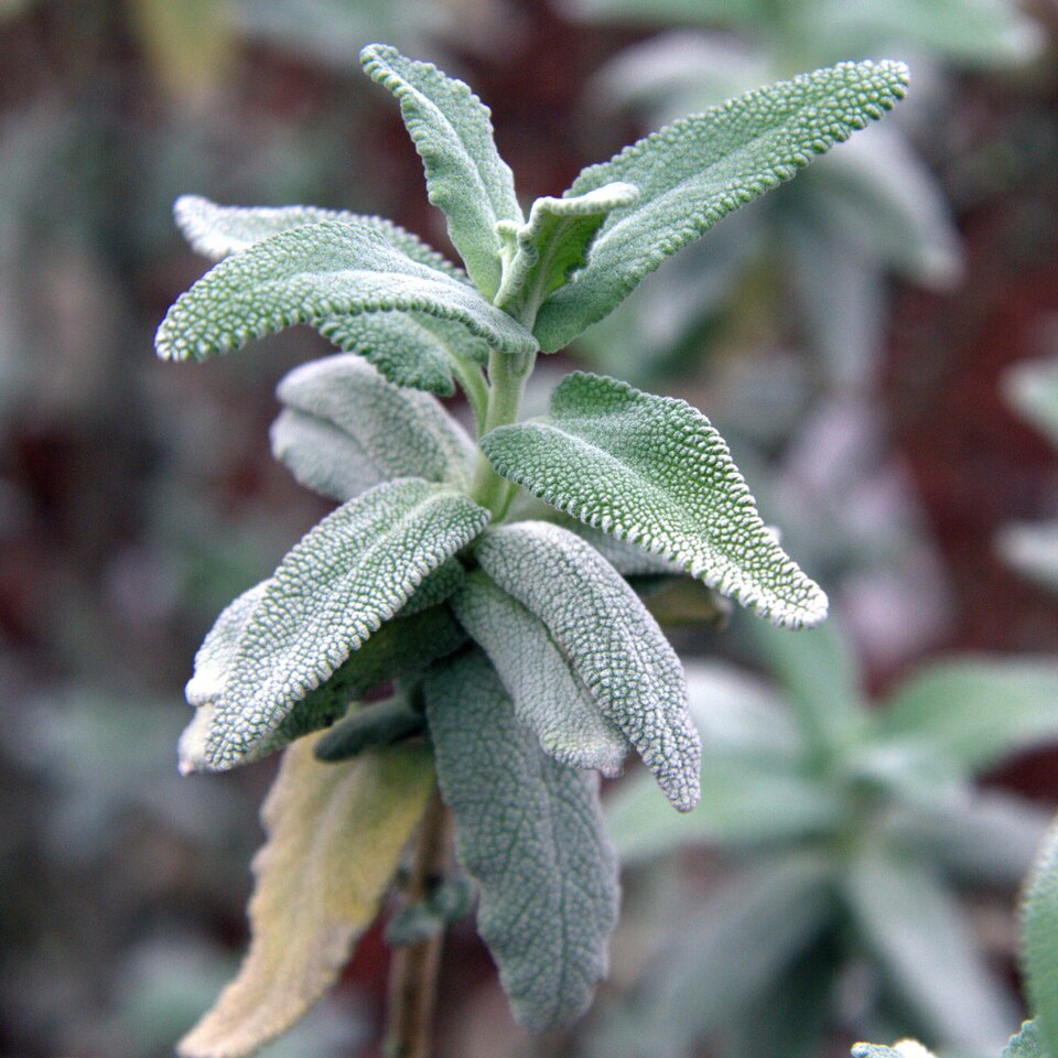 Salvia leucophylla (purple sage) (alternate view 8)