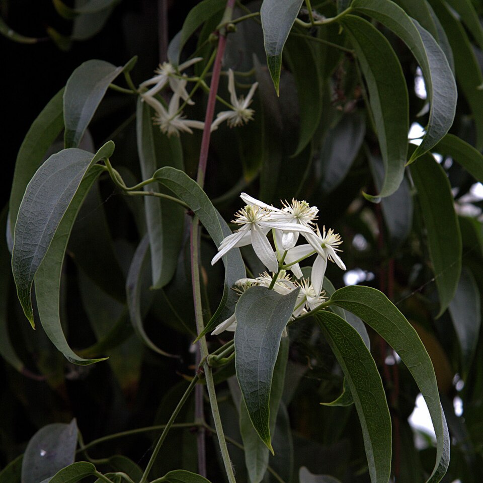 Clematis armandii (Armand Clematis) (alternate view 3)