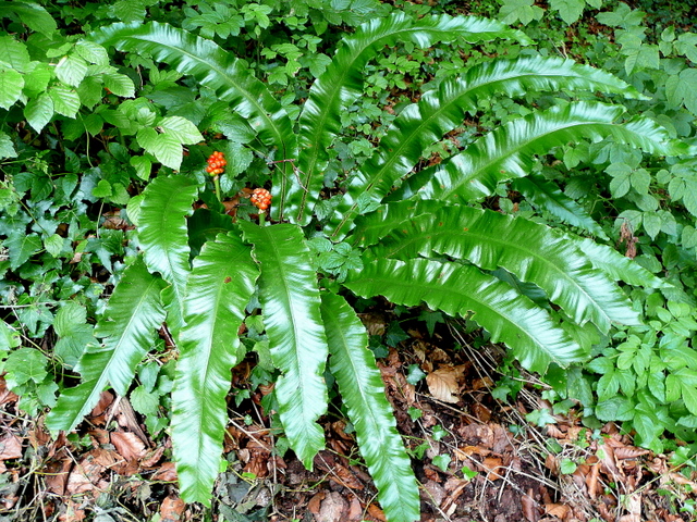 Asplenium scolopendrium (Harts Tongue Fern) (alternate view 7)