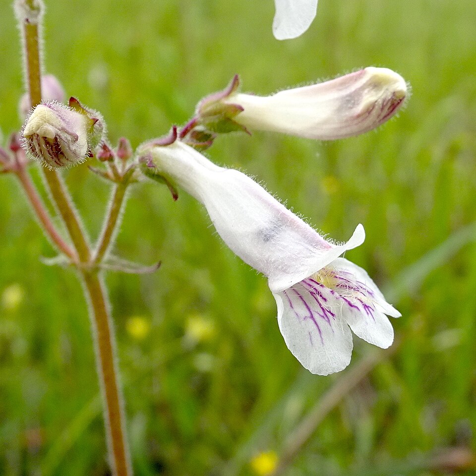 Penstemon pallidus (Pale Beardtongue) (alternate view 10)