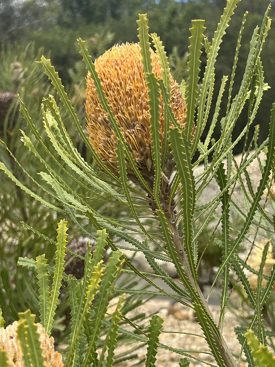 Banksia hookeriana (alternate view 7)