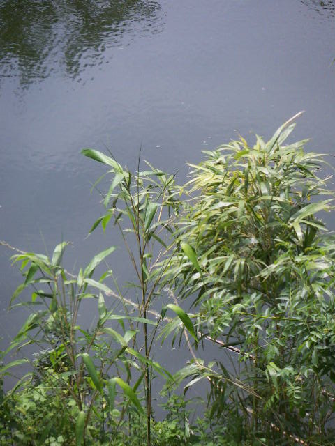 Pseudosasa japonica (Arrow Bamboo)