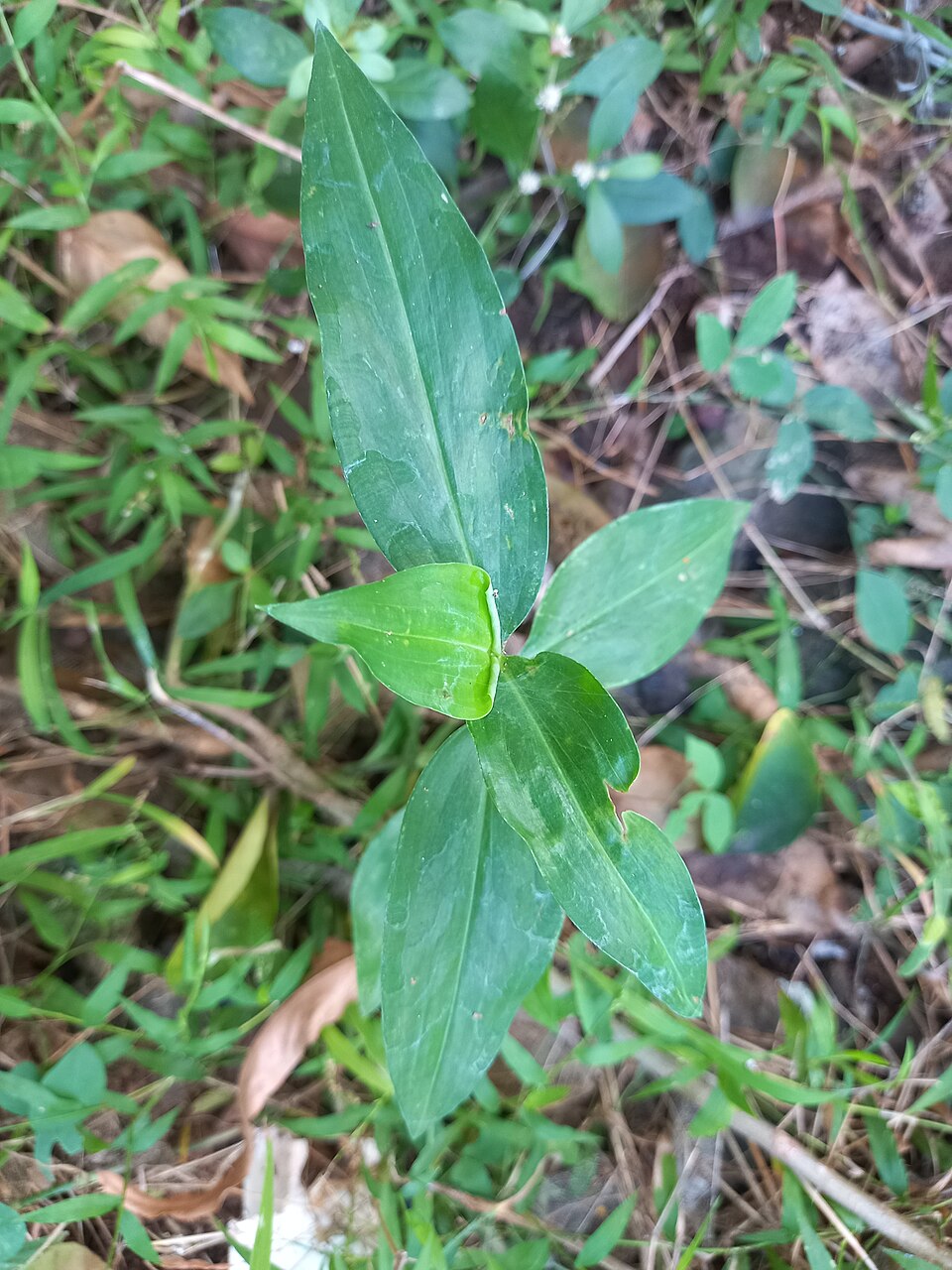 Commelina virginica (Virginia Dayflower) (alternate view 9)