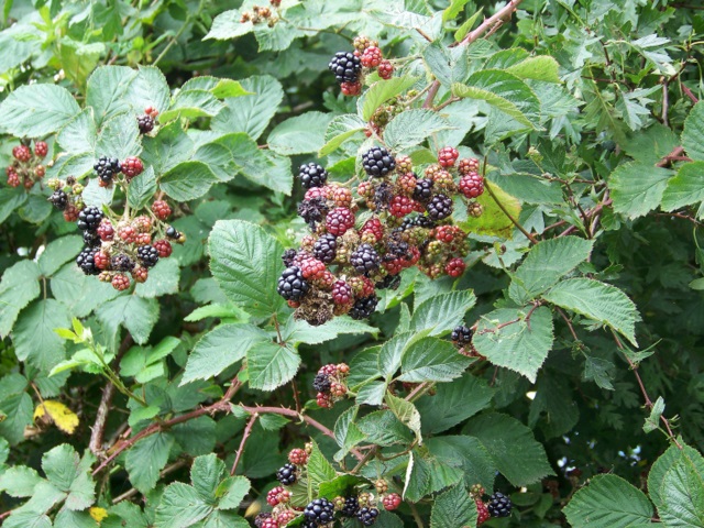 Rubus (brambles) (alternate view 5)