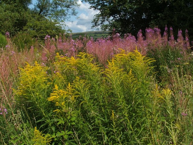 Solidago canadensis (Canada goldenrod)