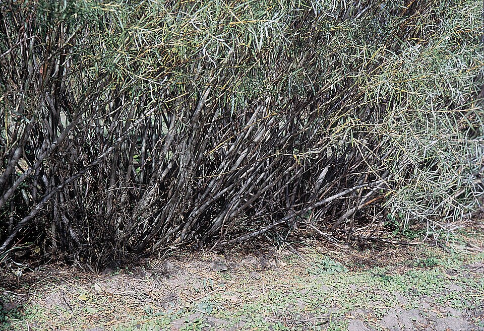 Salix interior (interior sandbar willow) (alternate view 6)