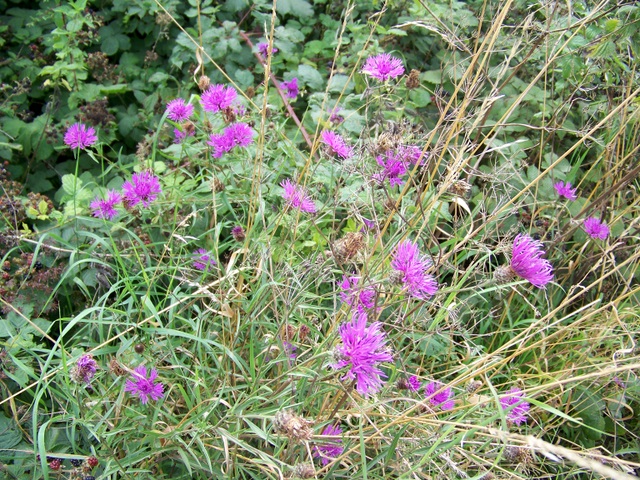 Centaurea nigra (black knapweed)