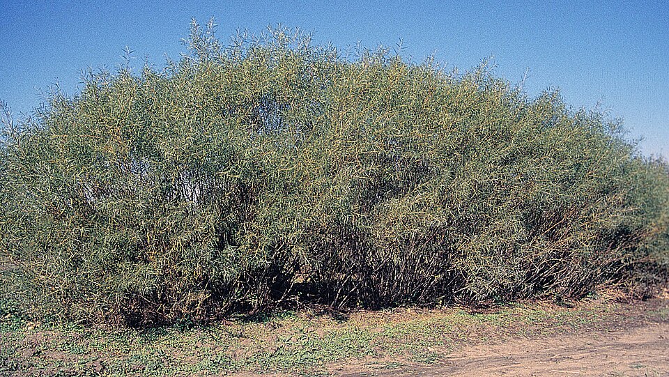 Salix interior (interior sandbar willow) (alternate view 8)