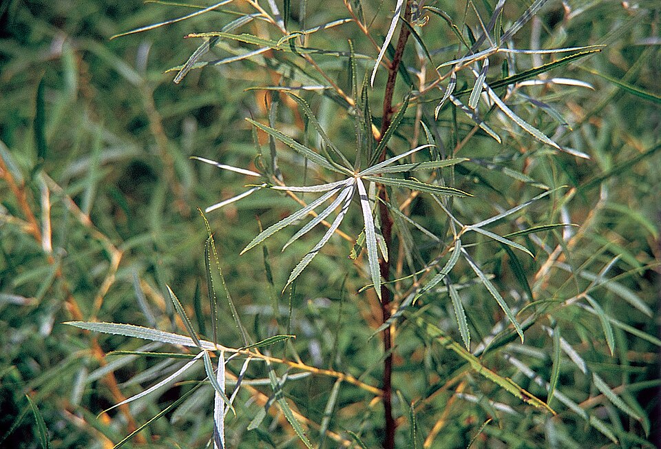 Salix interior (interior sandbar willow) (alternate view 9)