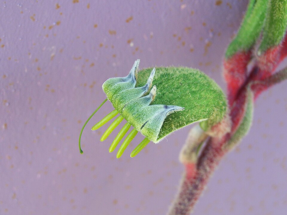 Anigozanthos manglesii (Red and Green Kangaroo Paw) (alternate view 6)