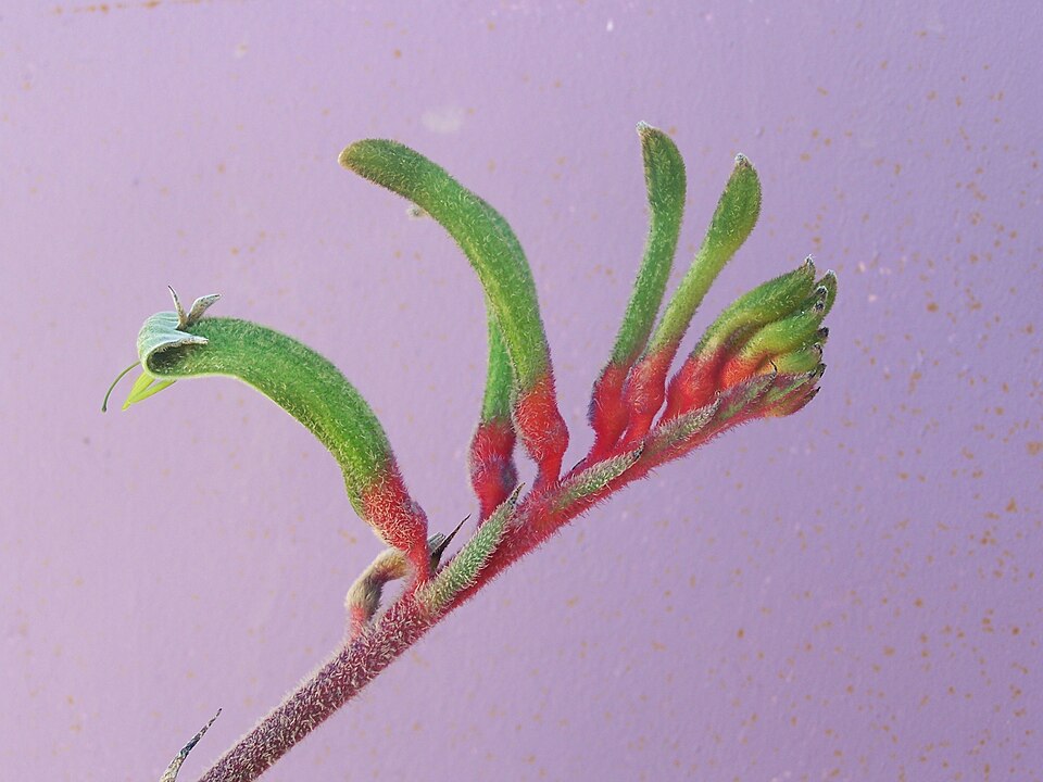 Anigozanthos manglesii (Red and Green Kangaroo Paw) (alternate view 7)