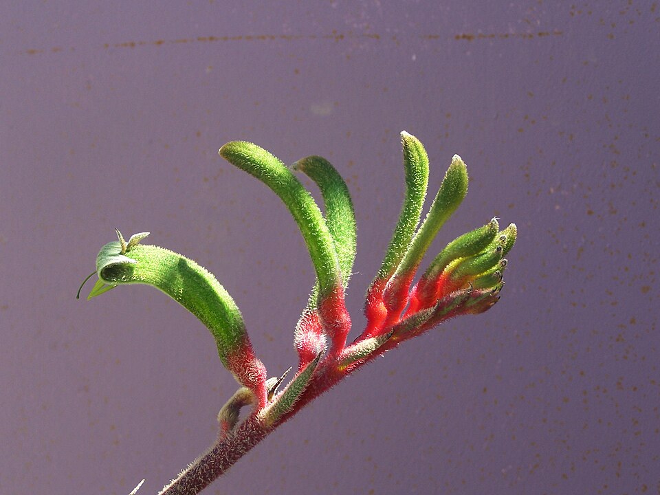 Anigozanthos manglesii (Red and Green Kangaroo Paw) (alternate view 8)