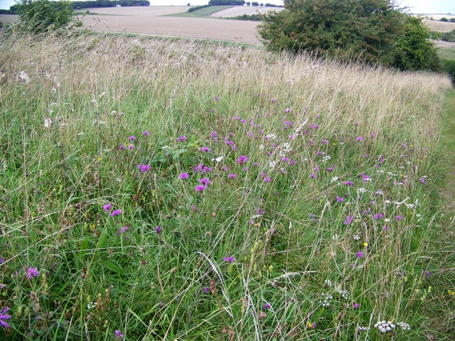 Centaurea nigra (black knapweed)