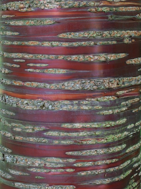 Prunus serrula, Tibetan cherry — spreading deciduous (Rosaceae) (image 10 of 10)